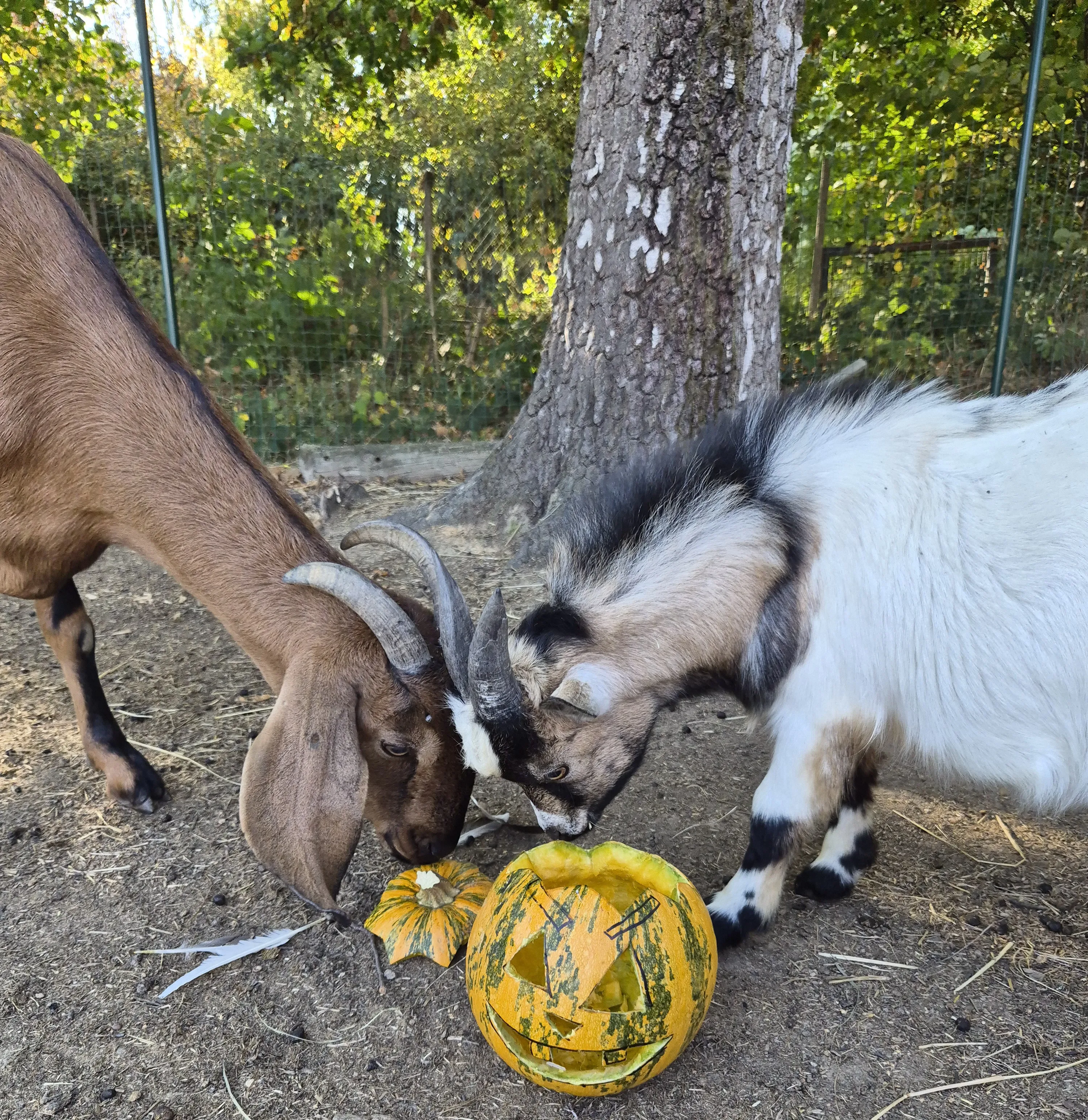 tierische Kürbiszeit bei Schneckmeck