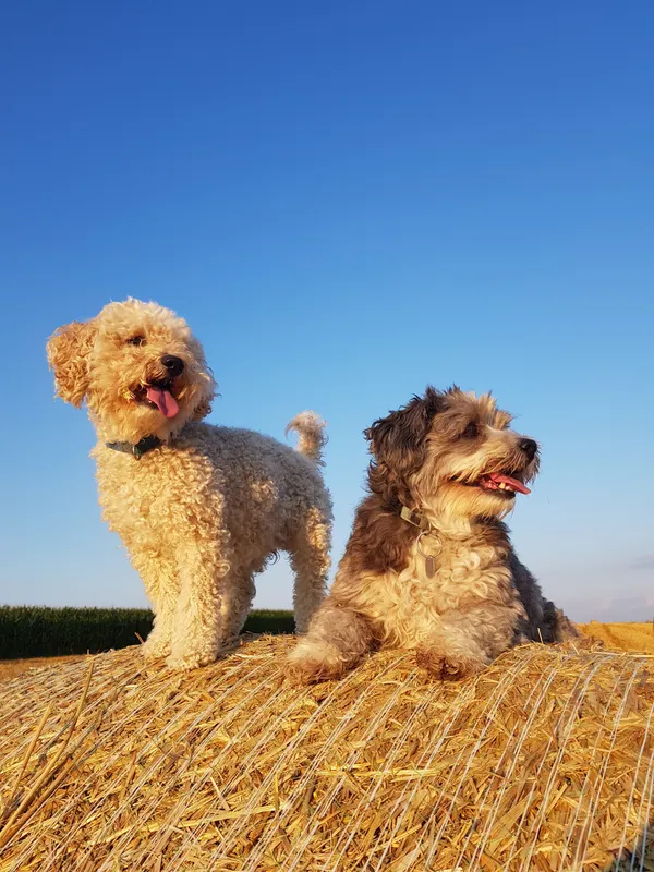 Hunde